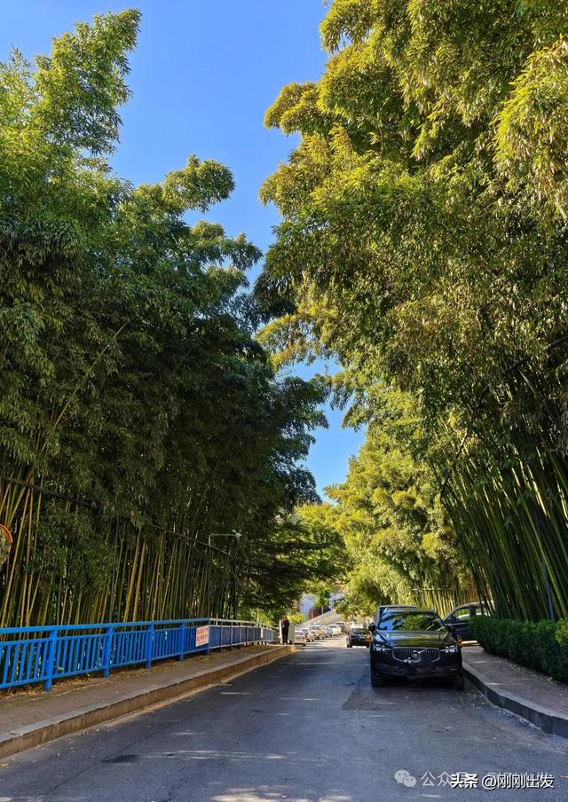 大连两片超美竹林,第二个很少有人知道