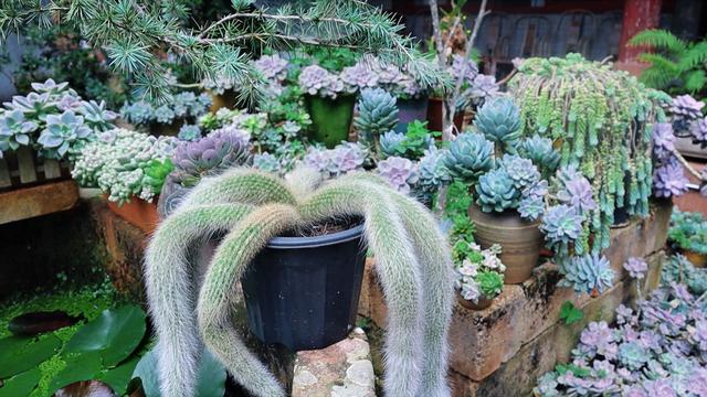 昆明一小时动车直达，700年元代古寺，滇南无双寺，西宗第一山