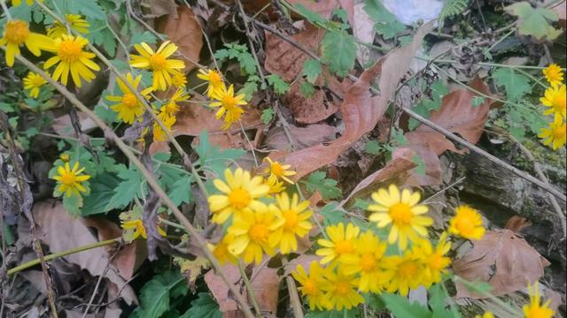 游汉江支流吉河—陕西安康汉江探访一