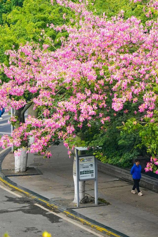 冬天到攀枝花晒太阳是定律来的！