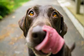 【揭秘】梦到被狗追、被蛇咬、掉牙，往往预示着这些怪异事件！图片