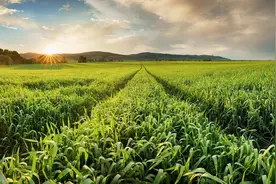 中国股市：农业板块第二波，核心公司名单图片