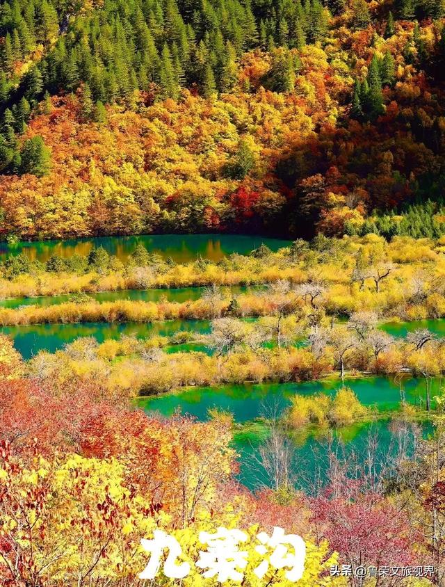 川西秋韵长卷：从九寨秘境到古城烟火