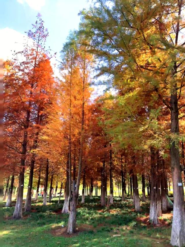 昆明白龙潭公园水杉红了，S湾新网红打卡点