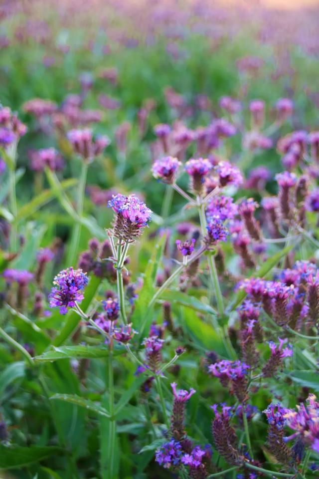 北疆文化 遇鉴赛罕 | 秋色漫卷赛罕:快将秋日打包,赶赴一场赛罕秋约!