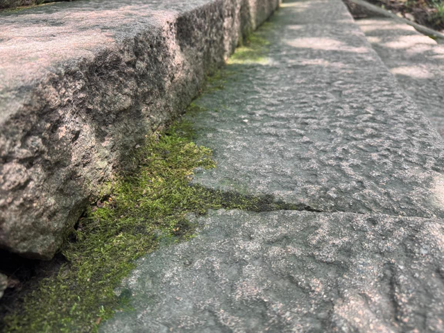 公园路面长青苔致游客滑倒，除“癣”有啥好办法？