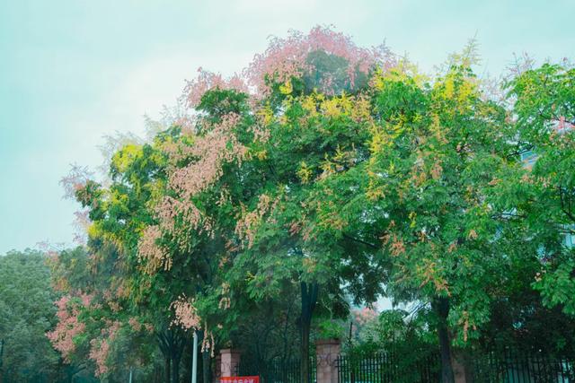 栾树花开，扮靓郫都秋日美景！