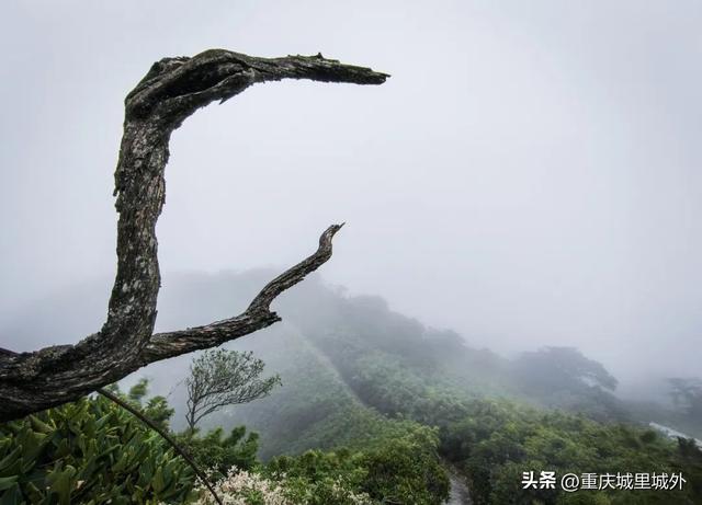 一脸懵两眼黑，才识武隆赵云山，不知是谁乱改名！