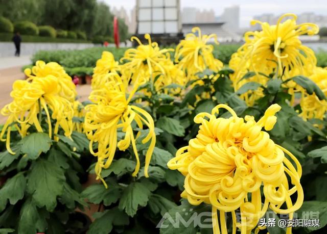 安阳市第32届菊花展开幕！持续到11月中下旬