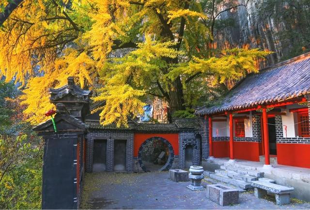 领取限定“杏”运！抓紧来看金色山东