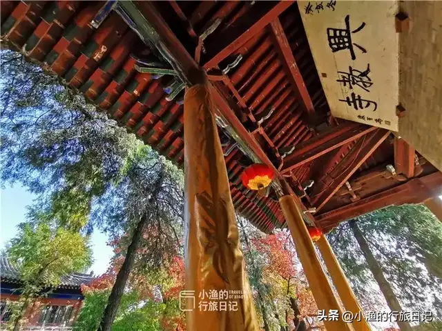 老西安私藏的赏秋秘境，免费、人少、秋色绝美！