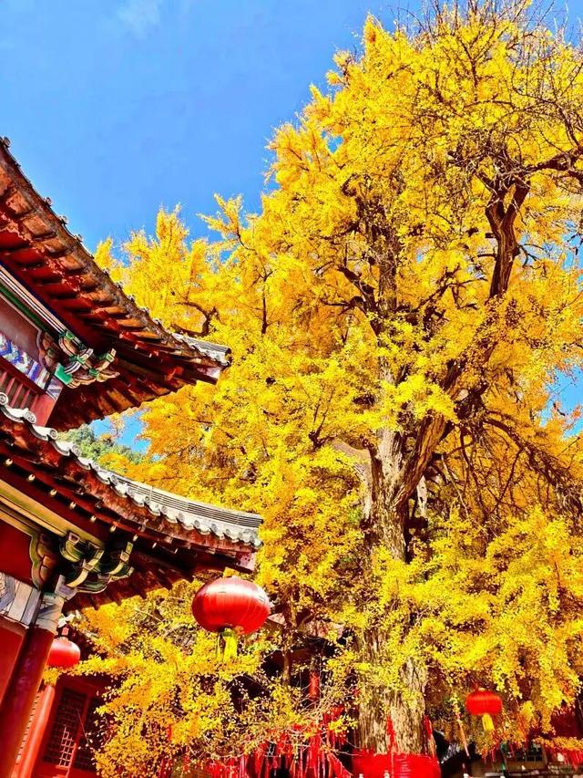 临沂此处天地一色，快来赴一场与金黄的约会吧！