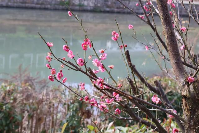 限定！快到这里领桐梓冬日“梅”好！