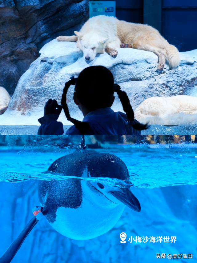 @永州朋友！小梅沙请你免费玩一整年！