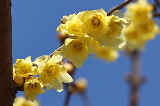 又香又美！通州这里的腊梅开啦