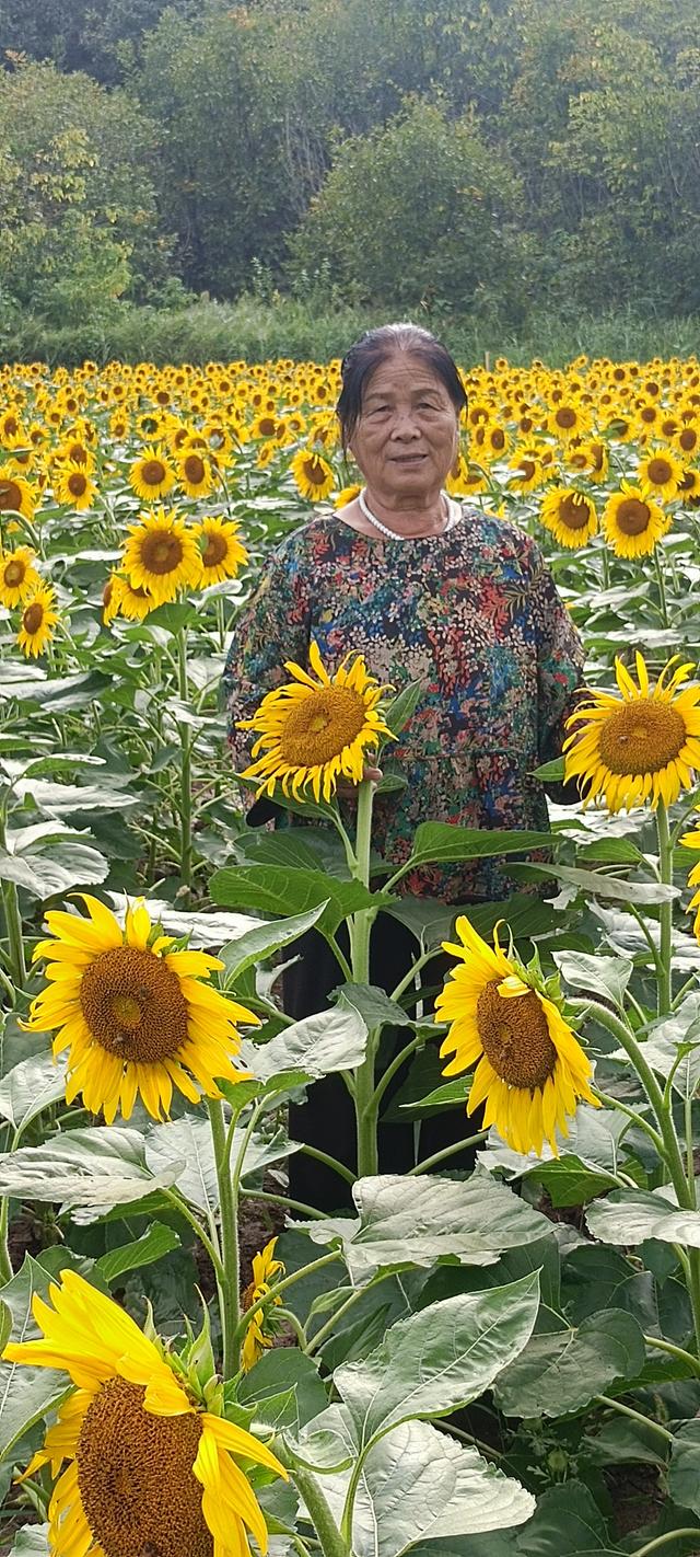鸭凫峪鹿走沟向日葵🌻花海惊艳亮相！
