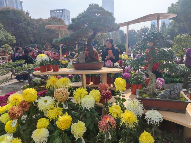 武汉金秋菊展之中山公园特色展