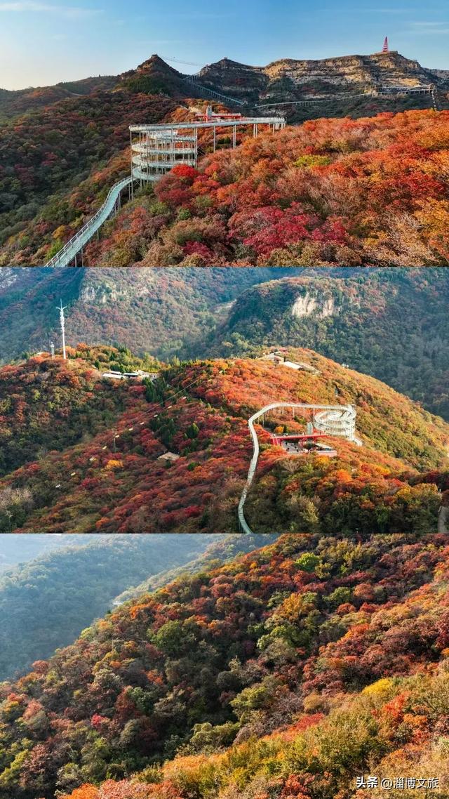 实拍!红的橘的黄的,整个淄博“燃”起来了!这些路段落叶缓扫→