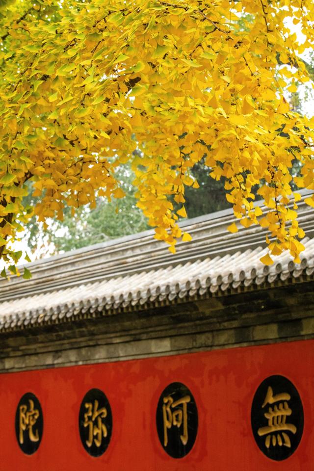 听说北京的古寺，更配北京秋日的银杏，这个古寺你去过吗？