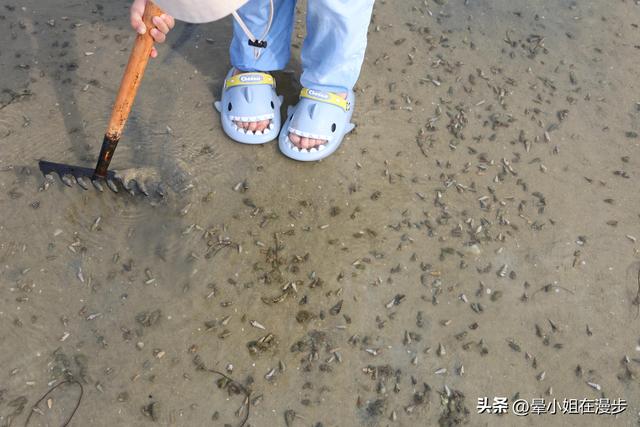 北海旅行，小朋友最开心的一站——红树林赶海！