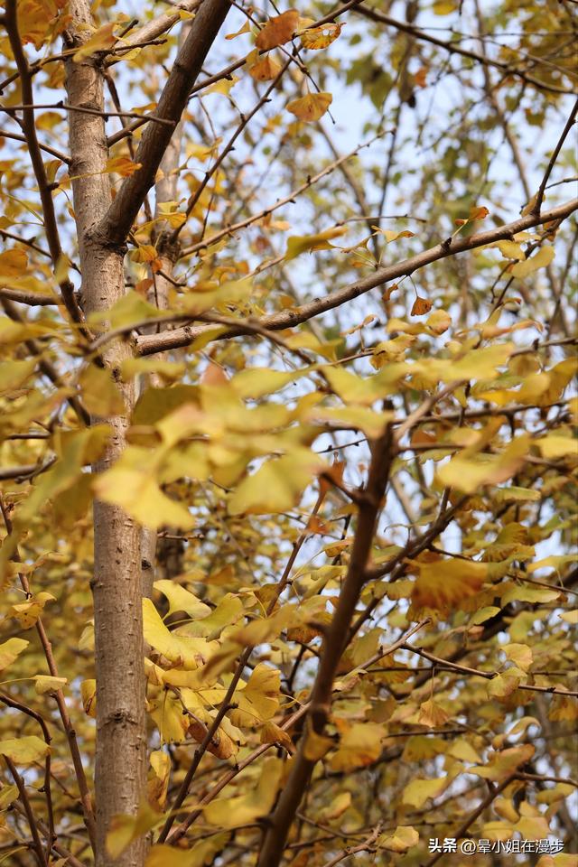 成都周边的“新西兰”牧场，看奶牛、喂萌宠、吃烧烤，被自然治愈