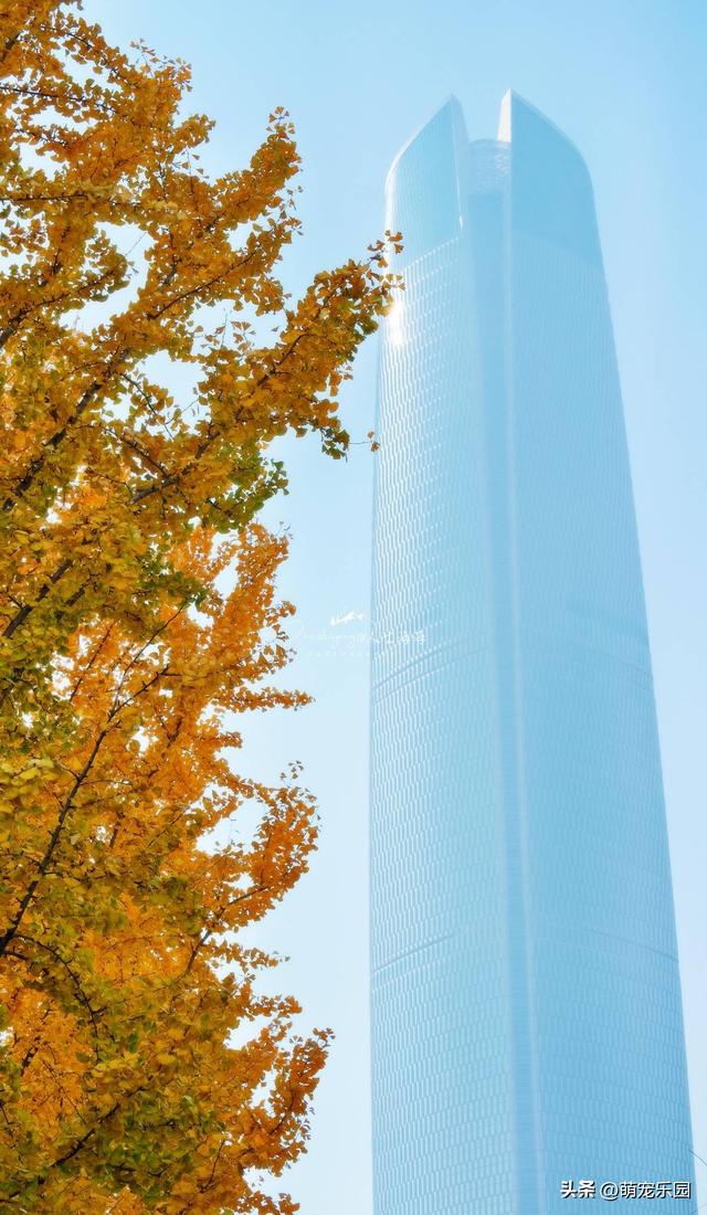 武汉秋色正浓时，梧桐叶片渐染黄，街头诗意盎然