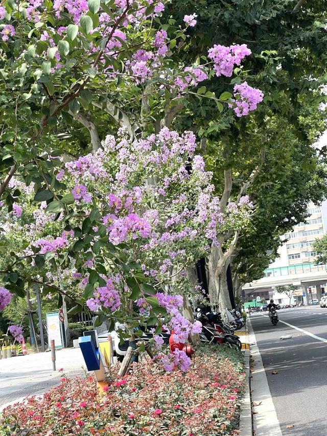 别再问去哪赏花了，徐汇这些地方已美翻！