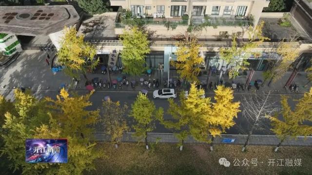 达州开江这里的银杏，太出片了！