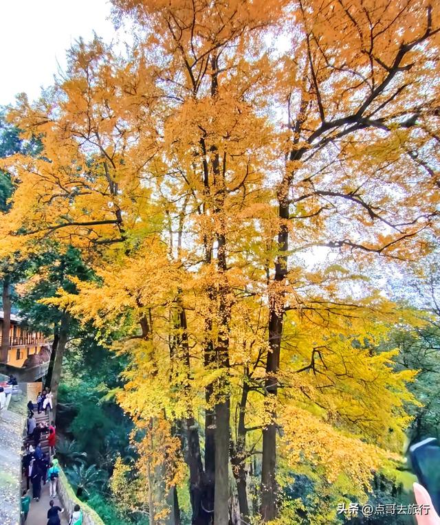 成都严重被低估的彩林徒步线路，1天轻松往返，山野壮观绚丽！