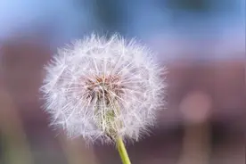 中国蒲公英：草地的宝藏图片