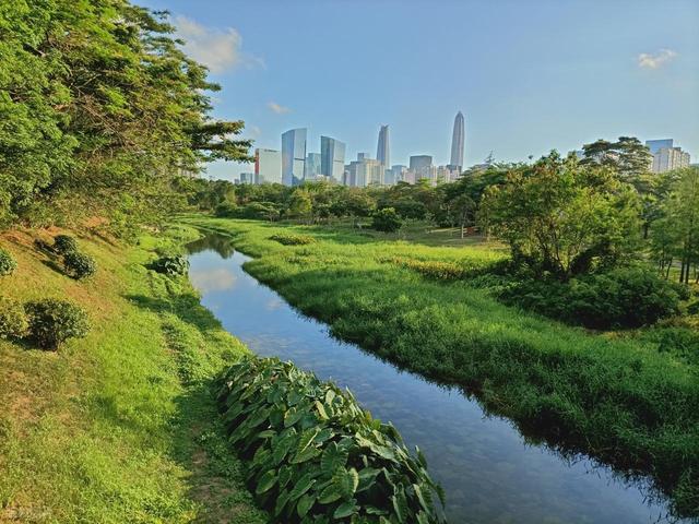 深圳最值得去的6个公园推荐！全部免费，地铁直达，好玩又好拍！