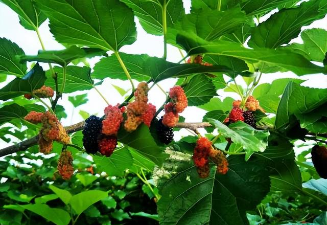 俗语“坟不栽三，宅不栽四”，分别指的是什么？有道理吗