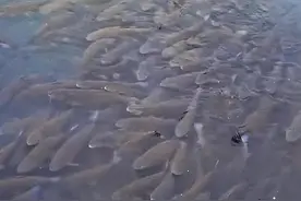 长江“哭泣”：“水中老虎”疯狂生长，十年禁渔竟成了养虎为患？图片