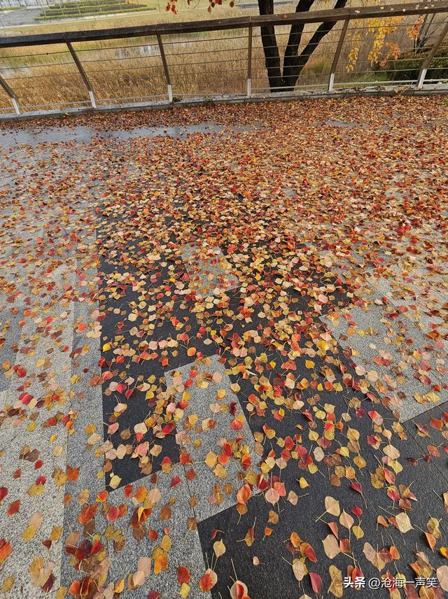 乌桕情深，一路美景一树美景一地美景，美不胜收，藏了转了赞了吧