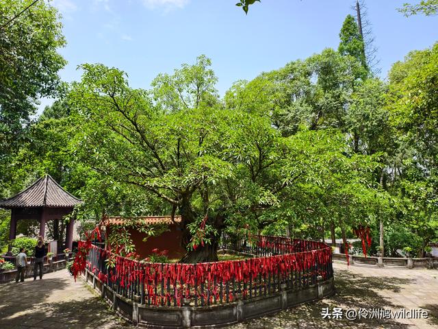 成都徒步（64）·新津篇③观音寺