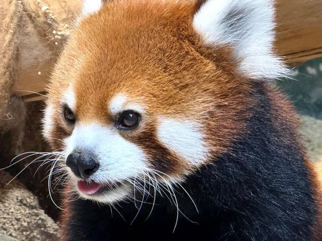 潍坊人有自己的“疯狂动物城”！冲！冲！冲！