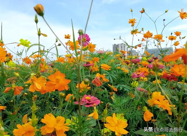 成都最近的格桑花海，6万多平米，山坡被美爆，地铁直达！