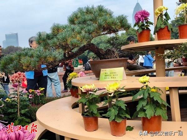 双休日武汉菊展人气爆棚，外地游客坐高铁来赏菊