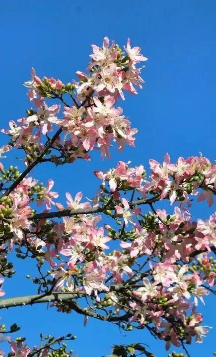 比西昌人少，比昆明更近！高铁直达20℃小众春城，赏花摘果泡温泉！3元草莓吃到撑~