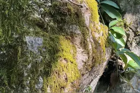 “明前茶、雨前茶”，看完这篇就懂了！图片