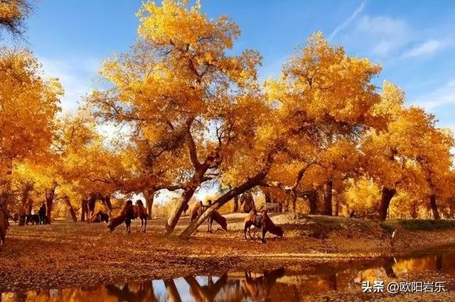 秋季的新疆，一草一木皆风景！