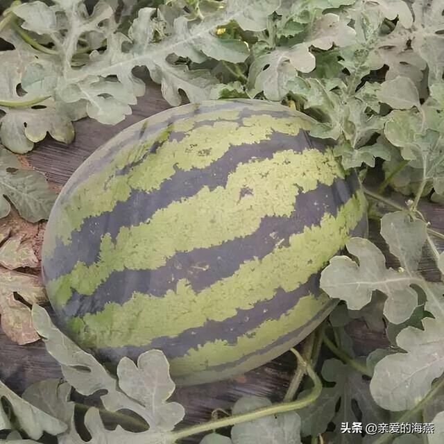 全国哪的“西瓜”最好吃？经过评选这八个地方上榜，有你家乡吗？