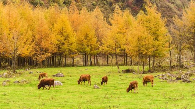 住下来，才懂秦岭的秋：留坝小城5日慢行指南