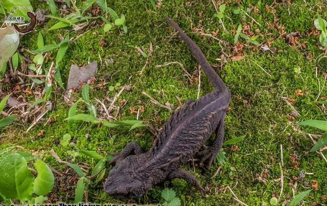 野外仅存600多只！浙江4人徒手抓26只，价值10多万