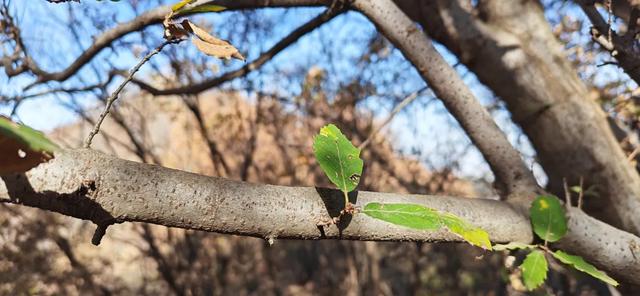 探秘长安石爷:第八尊石爷缺鼻子,递午村叫九村的原因实在意外