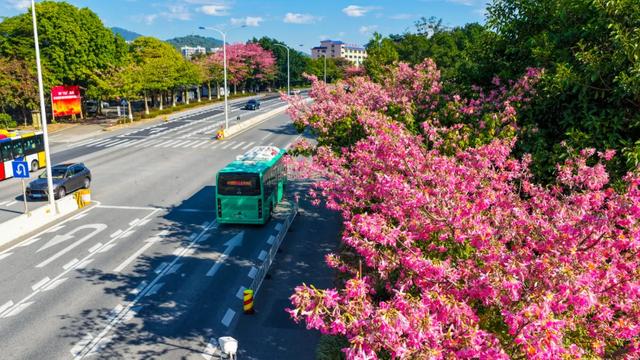 冬日限定浪漫，从化温泉国道丝木棉绽放成粉色长廊