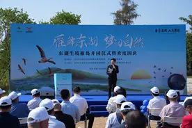 太拉风！“大雁伴飞”现身武汉东湖，生境雁岛28日已正式开园图片
