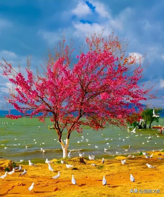 美炸！美炸！全国裹貂我赏樱！昆明最全冬樱赏花攻略来了，周末快冲~