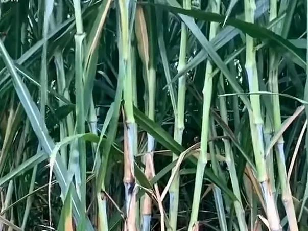 高达7米,亩产可达30吨,种植一次可收割15年,你见过这种草吗?