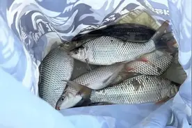野钓土鲮的三种“绝杀饵料”，土鲮一钓一个准图片